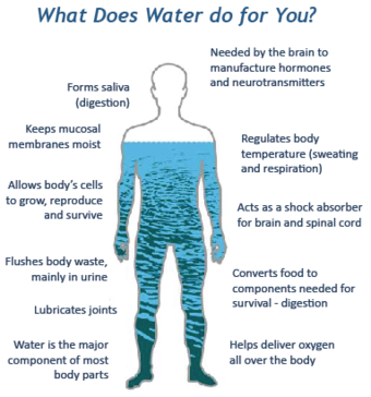 amount of water in a human body